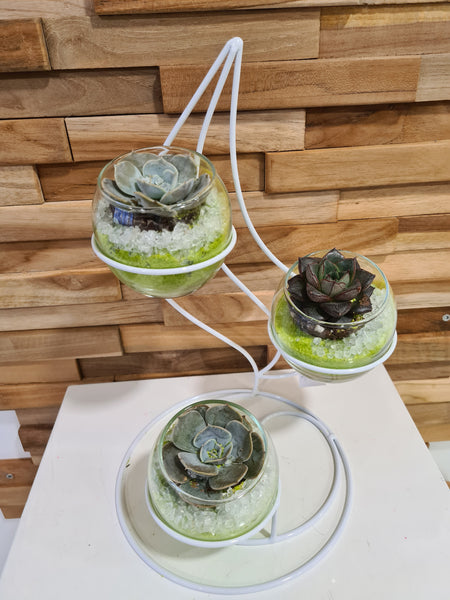 Trio de succulentes