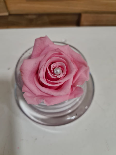 Rose éternelle sous cloche