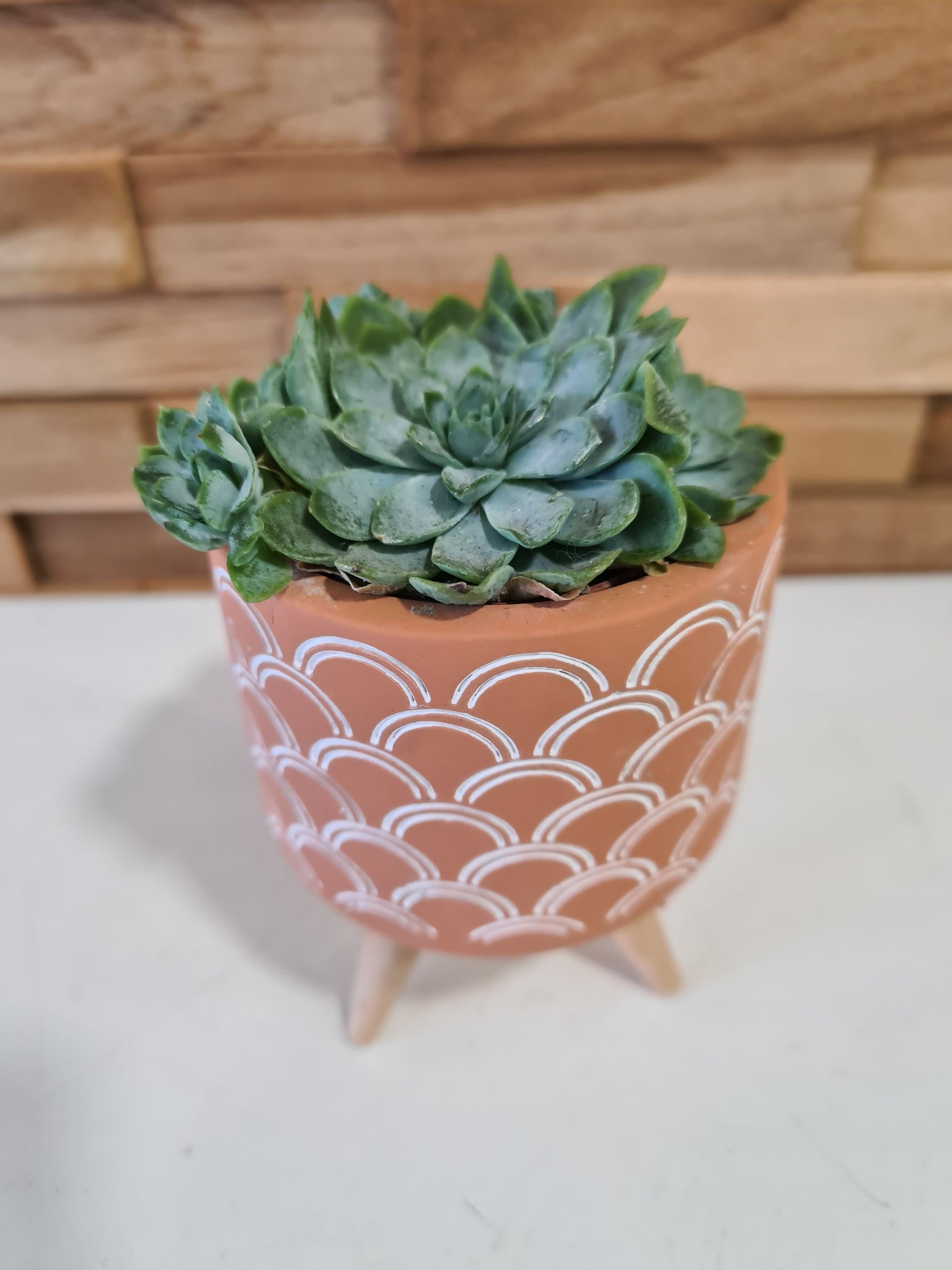 Succulente et son cache pot design