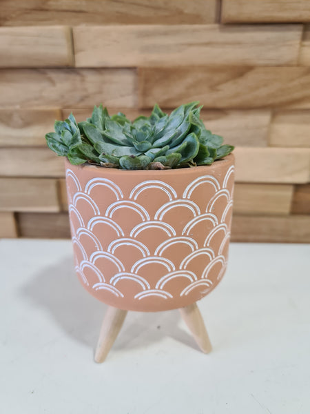 Succulente et son cache pot design